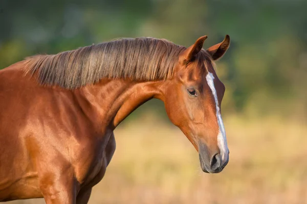 屋外をすぐ 赤い馬肖像画 — ストック写真