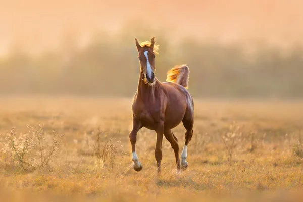 Κόκκινο Άλογο Τρέχει Τρέξιμο Στο Φως Του Ήλιου — Φωτογραφία Αρχείου