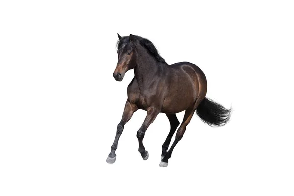 Bay Horse Běh Tryskem Izolované Bílém Pozadí — Stock fotografie