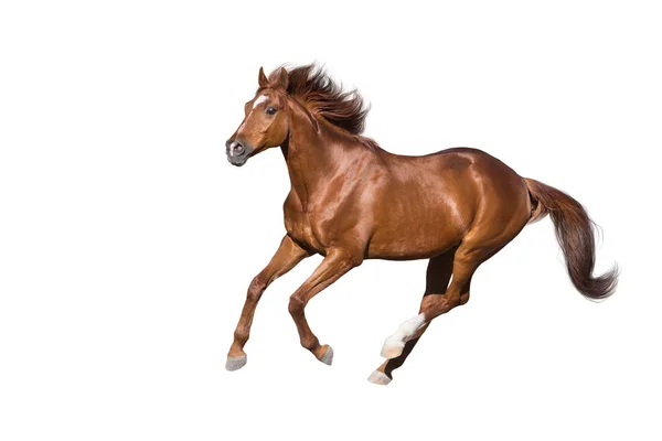 红马奔跑驰骋在白色背景上 — 图库照片