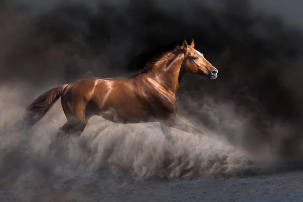 Stallion Στην Κίνηση Στην Έρημο Σκόνη Σκούρο Φόντο — Φωτογραφία Αρχείου