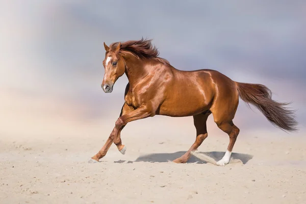 Red Stallion Motion Desert Dust Beautiful Sky — Stock Photo, Image