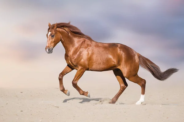 赤い種馬の美しい空と砂漠の塵の動き — ストック写真