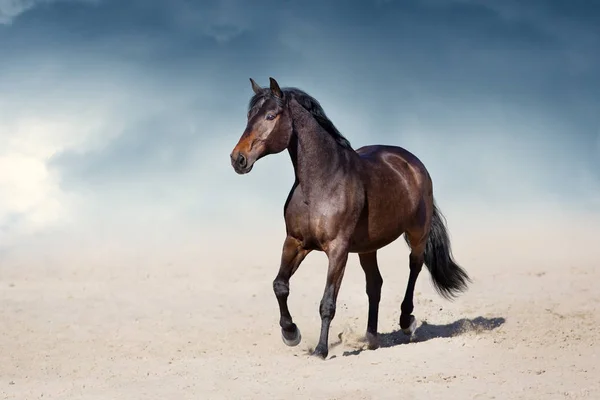 種牡馬の美しい空と砂漠の塵の動き — ストック写真