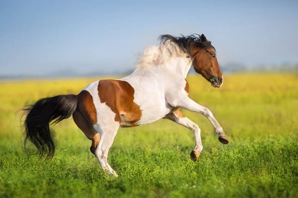 Bay Pinto Horse Run Fast Green Spring Meadow — Stock Photo, Image