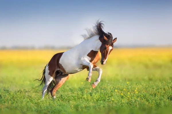 Bay Pinto Caballo Correr Rápido Verde Primavera Prado — Foto de Stock