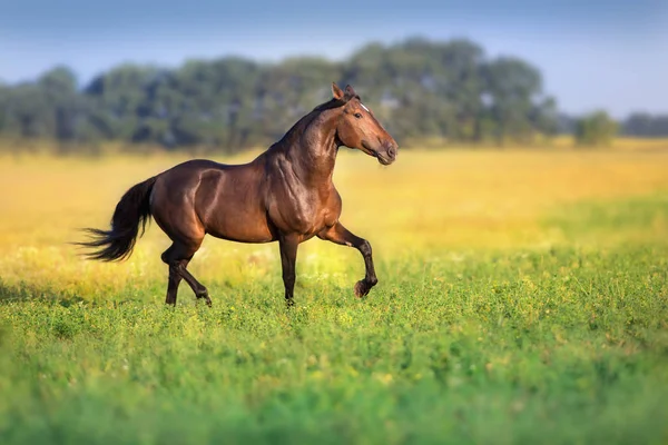 Bay Trotter Stallion Run Gallop Spring Meadow — Stock Photo, Image