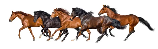 Herd Horses Run Gallop Isolated White — Stock Photo, Image