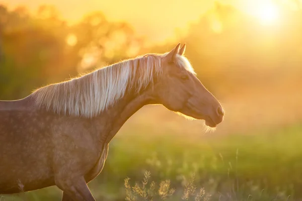 Piękny Koń Portret Długie Blond Grzywę Zachód Światło — Zdjęcie stockowe