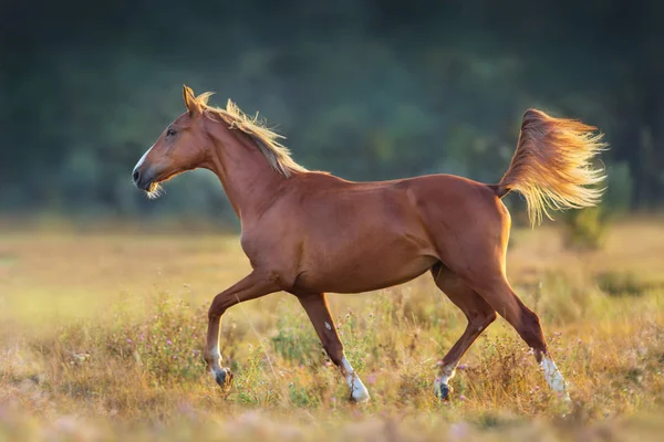 Cavalo Vermelho Trotando Pôr Sol — Fotografia de Stock