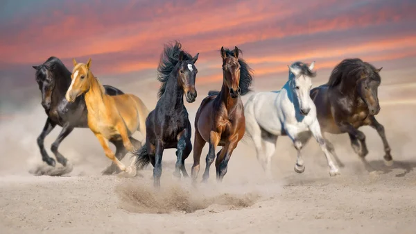 Paarden Lopen Vrij Woestijn Stof Galop Tegen Storm Hemel — Stockfoto