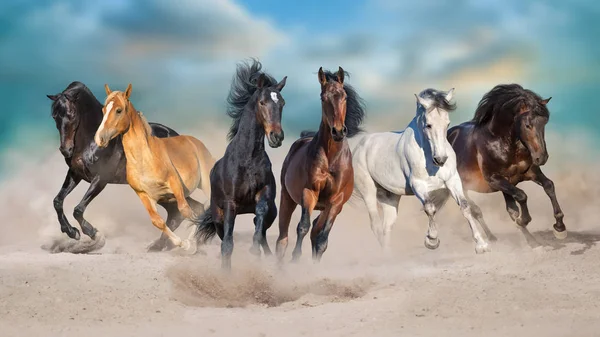 Коні Запускають Галоп Безкоштовно Пустельному Пилу Проти Штормового Неба — стокове фото