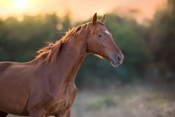 Rotes Pferd Nahaufnahme Porträt Bewegung Bei Sonnenuntergang — Stockfoto