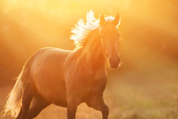 Portret Uruchomić Lniane Wolna Konia Zachodzie Słońca — Zdjęcie stockowe