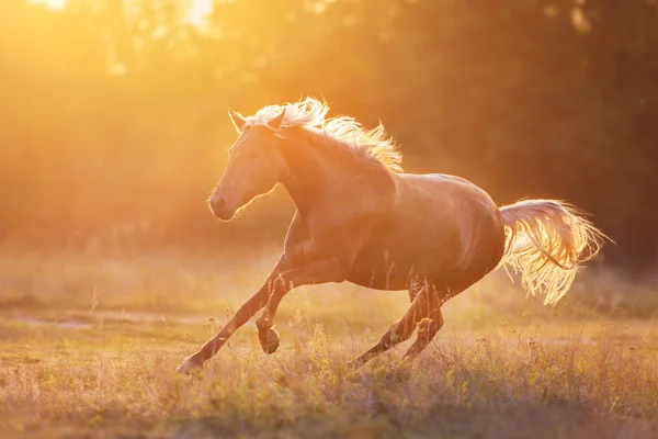Καλπασμός Λινάρι Άλογο Τρέχει Στο Φως Του Ήλιου — Φωτογραφία Αρχείου
