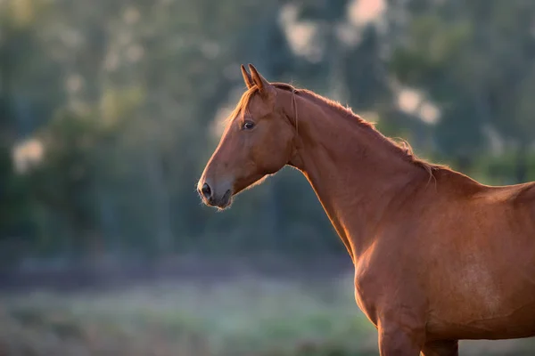 Röd Häst Porträtt Utomhus — Stockfoto