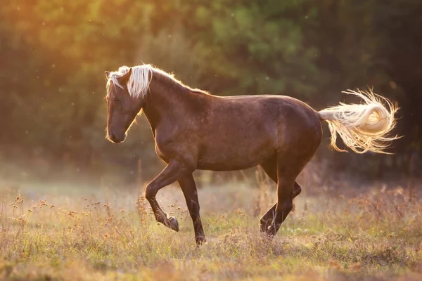 Кінь Світлі Заходу Сонця Показує Якуш Відкритому Повітрі Безкоштовно — стокове фото