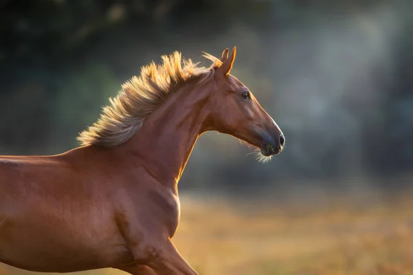 Red Horse Bliska Portret Ruchu Zachodzie Słońca — Zdjęcie stockowe