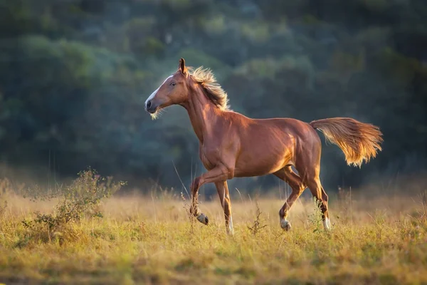 红马在草地上奔跑 — 图库照片