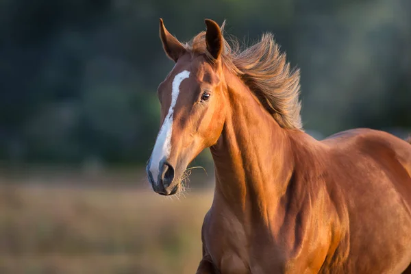 Rode Paard Close Portret Beweging Bij Zonsondergang — Stockfoto