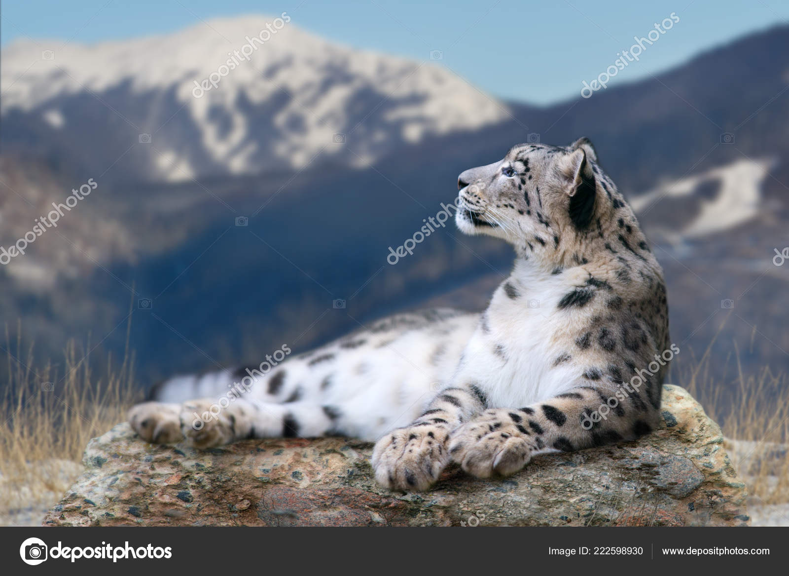 Snow Leopard Lay Rock Snow Mountain Landscape Stock Photo By C Kwadrat70 Snow Leopard Lay Rock Snow Mountain Landscape Stock Photo By C Kwadrat70