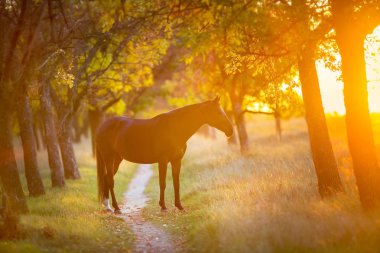 Defne aygır günbatımı ışık Sonbahar Park