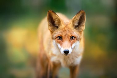 Kızıl Tilki - Vulpes vulpes, göz teması yapma arka plan sonbahar ağaçlarda yakın çekim portre