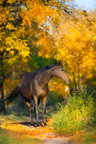 Κόλπο Stallion Στην Πτώση Πάρκο — Φωτογραφία Αρχείου