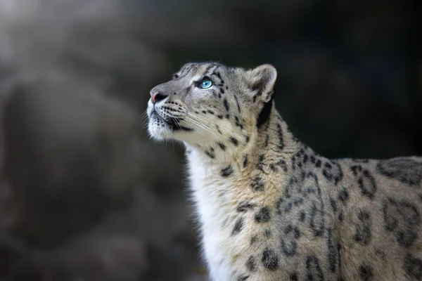 Retrato Leopardo Nieve Cerca Sobre Fondo Oscuro —  Fotos de Stock