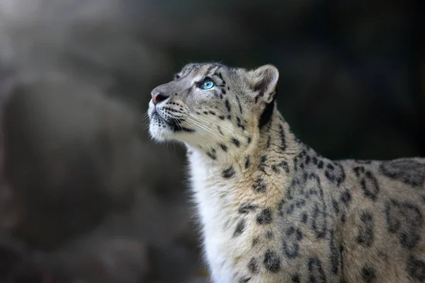 Snow Leopard Portret Close Donkere Achtergrond — Stockfoto