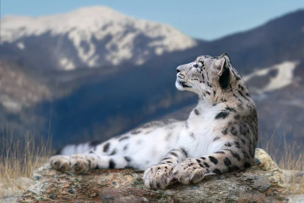 Snow Leopard Leżał Skale Przed Śniegiem Góry Krajobraz — Zdjęcie stockowe