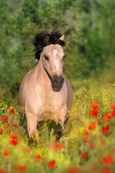 Güzel Midilli Haşhaş Çiçeklenir Çalıştırmak — Stok fotoğraf