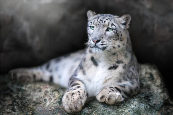 Portret Przedni Snow Leopard Leżał Skale Czarnym Tle — Zdjęcie stockowe