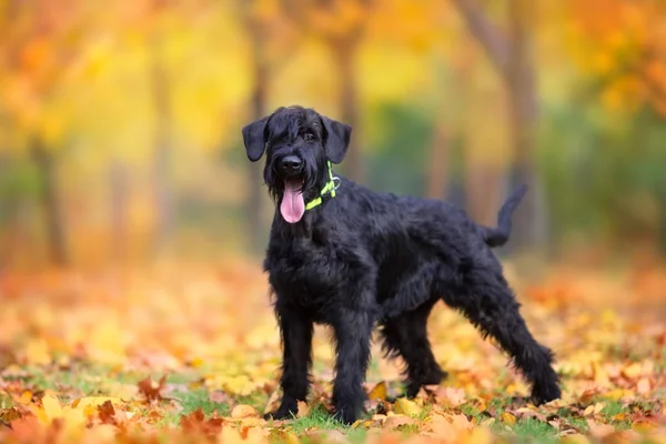 Schnauzer Gigante Pie Hojas Otoño Amarillas Oranas —  Fotos de Stock