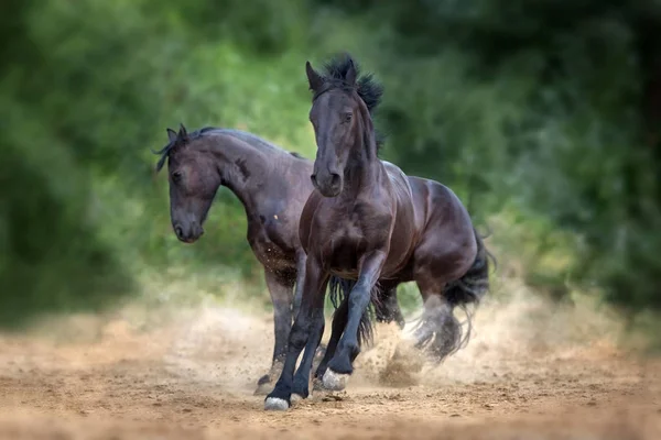 Two Frisian Horse Run Play Dust — Stock Photo, Image