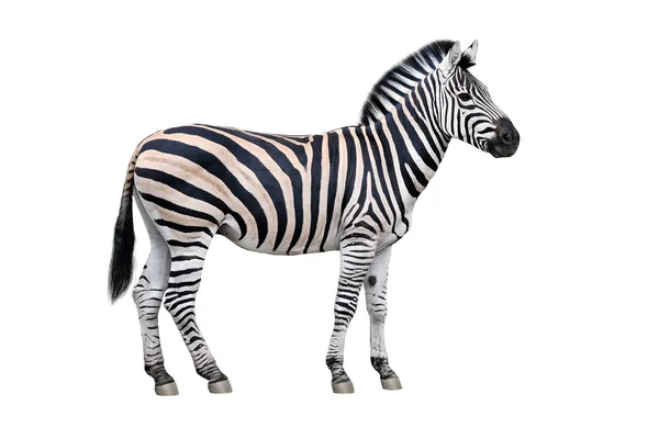 Ritratto Zebra Isolato Sfondo Bianco — Foto Stock