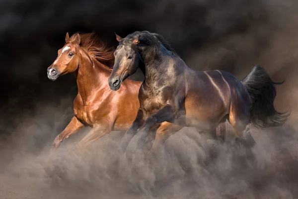 Dois Cavalos Correm Galope Com Fundo Escuro Atrás — Fotografia de Stock