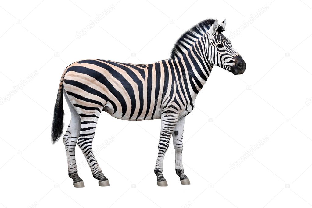 Zebra portrait isolated on white background