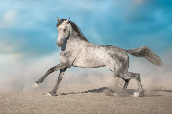Сірий Кінь Біжить Галопом Пустельному Піску — стокове фото
