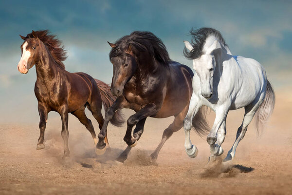 Horse herd free run in desert dust 