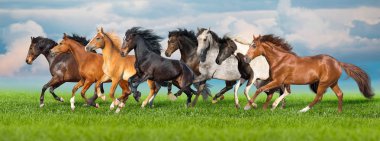 Horses free run gallop i green field with blue sky behind clipart