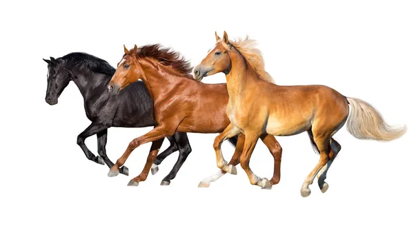 Três Cavalos Correm Galope Isolado Fundo Branco — Fotografia de Stock