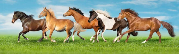 Cavalos Corrida Livre Galope Campo Verde Com Céu Azul Atrás — Fotografia de Stock