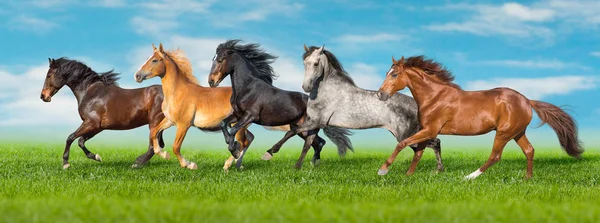 Лошади Свободно Бегают Галопом Зеленое Поле Голубым Небом Позади — стоковое фото