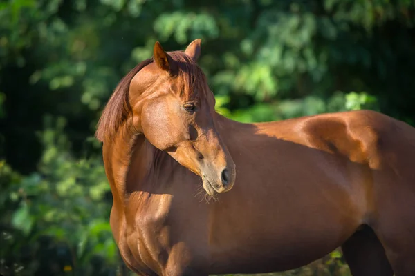 Retrato Caballo Rojo Con Fondo Verde Verano — Foto de Stock