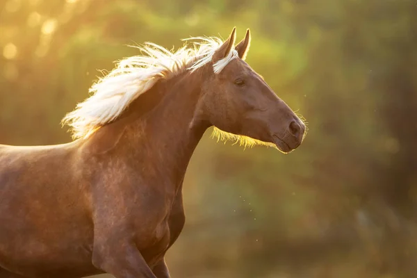 Portrét Koně Pohybu — Stock fotografie
