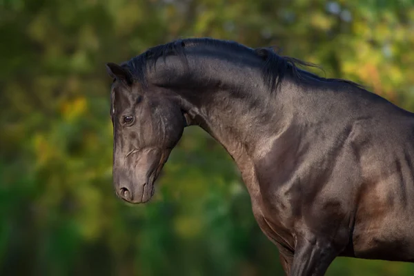 Portrét Černého Koně Pohybu Proti Zelené Stromy — Stock fotografie