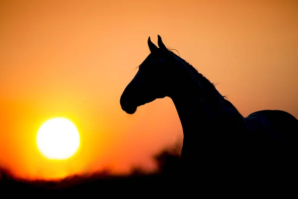 Hästen Stående Siluett Solnedgången — Stockfoto