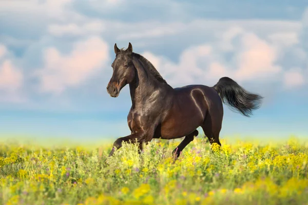 Άλογο Τροτ Για Λουλούδι Λιβάδι Την Άνοιξη Του Κόλπου — Φωτογραφία Αρχείου