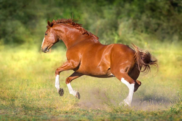 Red Horse Free Run Gallop — Stock Photo, Image